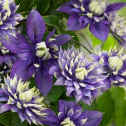 Clematis 'Taiga' -Yougarden Shop 550126 4