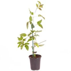 Clematis 'Taiga' -Yougarden Shop 550126 5