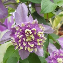 Clematis 'Taiga' -Yougarden Shop 550126 6