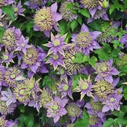 Clematis 'Taiga' -Yougarden Shop 550126 7