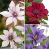 Patio Clematis Collection X 3, BOULEVARD(R) Series -Yougarden Shop 550177