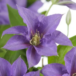 Patio Clematis Collection X 3, BOULEVARD(R) Series 16 Patio Clematis Collection X 3, BOULEVARD(R) Series -Yougarden Shop 550177 5