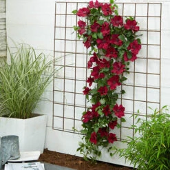 Patio Clematis Collection X 3, BOULEVARD(R) Series 18 Patio Clematis Collection X 3, BOULEVARD(R) Series -Yougarden Shop 550177 7