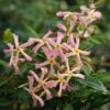 Trachelospermum Asiaticum Star Jasmine 'Pink' -Yougarden Shop 550223
