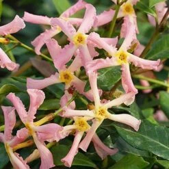 Trachelospermum Asiaticum Star Jasmine 'Pink' 8 Trachelospermum Asiaticum Star Jasmine 'Pink' -Yougarden Shop 550223 2