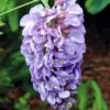 Wisteria 'Amethyst Falls' -Yougarden Shop 550238