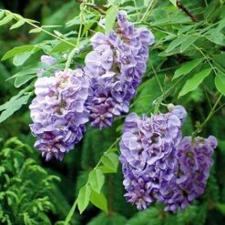 Wisteria 'Amethyst Falls' 10 Wisteria 'Amethyst Falls' -Yougarden Shop 550238 2