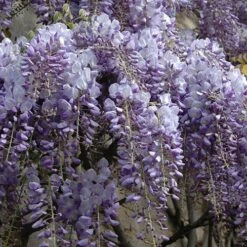 Wisteria 'Amethyst Falls' 11 Wisteria 'Amethyst Falls' -Yougarden Shop 550238 3