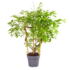 Wisteria 'Amethyst Falls' 12 Wisteria 'Amethyst Falls' -Yougarden Shop 550238 4