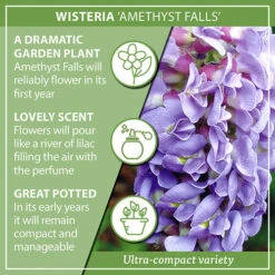 Wisteria 'Amethyst Falls' 13 Wisteria 'Amethyst Falls' -Yougarden Shop 550238 5