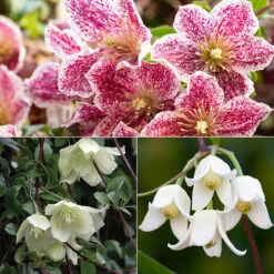 Clematis Evergreen Winter Collection