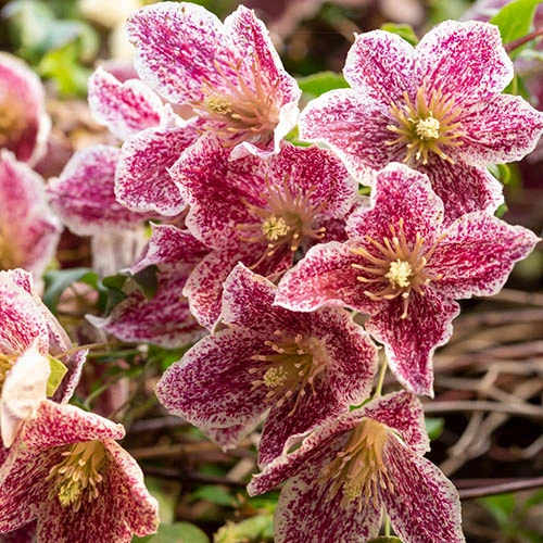 Clematis Evergreen Winter Collection 4 Clematis Evergreen Winter Collection - Image 2