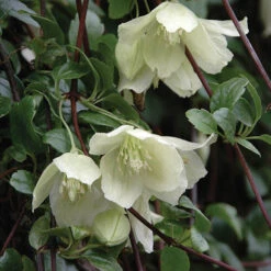 Clematis Evergreen Winter Collection 9 Clematis Evergreen Winter Collection -Yougarden Shop 550304 2