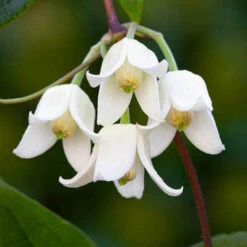 Clematis Evergreen Winter Collection 10 Clematis Evergreen Winter Collection -Yougarden Shop 550304 3