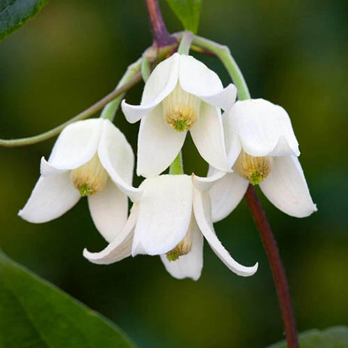 Clematis Evergreen Winter Collection 6 Clematis Evergreen Winter Collection - Image 4