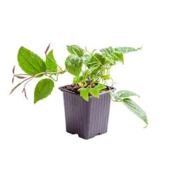 Clematis Evergreen Winter Collection 11 Clematis Evergreen Winter Collection -Yougarden Shop 550304 4