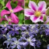 Mid Season Flowering Clematis Collection 9cm X 3 2 Mid Season Flowering Clematis Collection 9cm X 3 -Yougarden Shop 550328