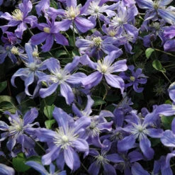 Mid Season Flowering Clematis Collection 9cm X 3 -Yougarden Shop 550328 1