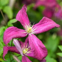 Mid Season Flowering Clematis Collection 9cm X 3 -Yougarden Shop 550328 2