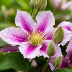 Mid Season Flowering Clematis Collection 9cm X 3 -Yougarden Shop 550328 3