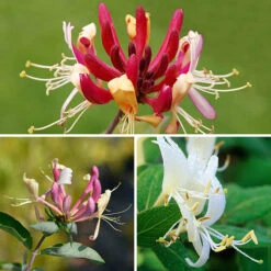 Lonicera 2L 90cm Cane X3