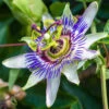 Passiflora Caerulea 2L 90cm Cane -Yougarden Shop 550334