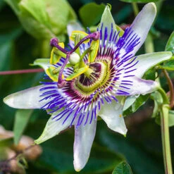 Passiflora Caerulea 2L 90cm Cane