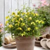 Clematis 'Little Lemons' 7cm X3 -Yougarden Shop 550337