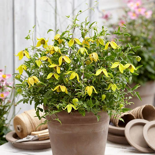 Clematis 'Little Lemons' 7cm X3 3 Clematis 'Little Lemons' 7cm X3