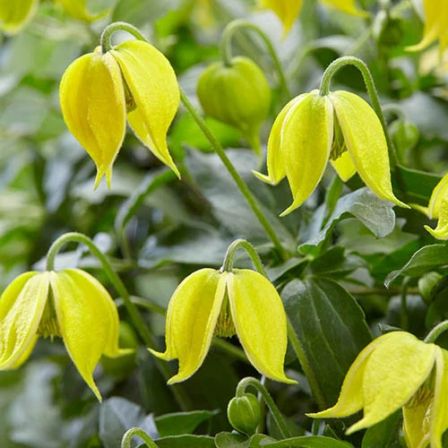 Clematis 'Little Lemons' 7cm X3 4 Clematis 'Little Lemons' 7cm X3 - Image 2