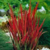 Imperata 'Red Baron' - Blood Grass -Yougarden Shop 560017