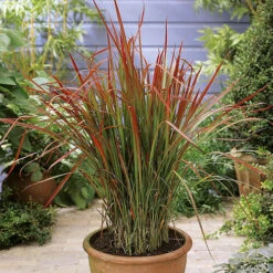 Imperata 'Red Baron' - Blood Grass -Yougarden Shop 560017 2