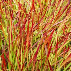 Imperata 'Red Baron' - Blood Grass -Yougarden Shop 560017 3