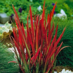 Imperata 'Red Baron' - Blood Grass -Yougarden Shop 560017 4