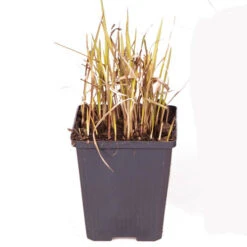 Imperata 'Red Baron' - Blood Grass -Yougarden Shop 560017 5