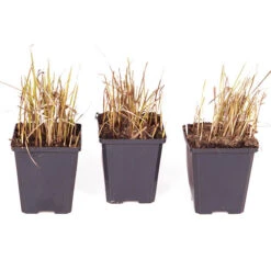 Imperata 'Red Baron' - Blood Grass -Yougarden Shop 560017 6