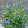 Corydalis 'Blue Heron' In 9cm Pot -Yougarden Shop 560182