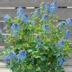 Corydalis 'Blue Heron' In 9cm Pot