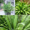 Evergreen Hardy Fern Collection - 3 Varieties -Yougarden Shop 560213