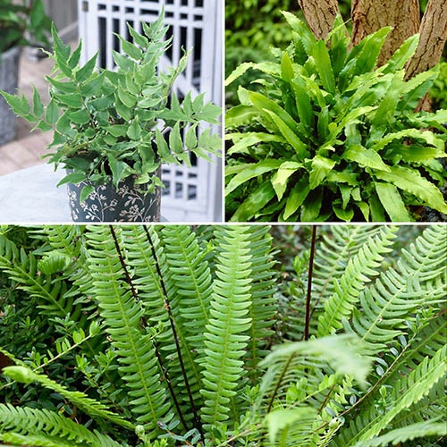 Evergreen Hardy Fern Collection - 3 Varieties 3 Evergreen Hardy Fern Collection - 3 Varieties