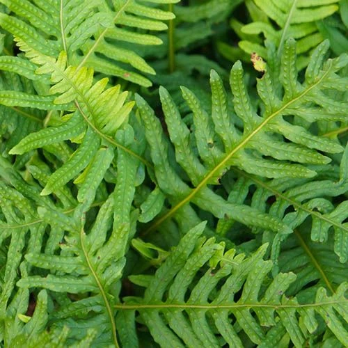 Evergreen Hardy Fern Collection - 3 Varieties 4 Evergreen Hardy Fern Collection - 3 Varieties - Image 2