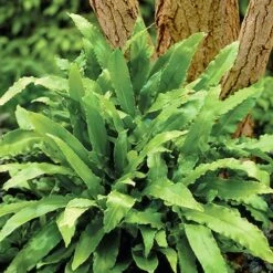 Evergreen Hardy Fern Collection - 3 Varieties 9 Evergreen Hardy Fern Collection - 3 Varieties -Yougarden Shop 560213 2