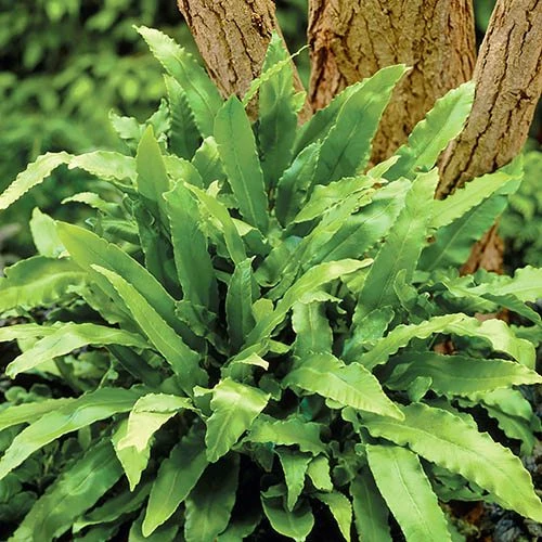 Evergreen Hardy Fern Collection - 3 Varieties 5 Evergreen Hardy Fern Collection - 3 Varieties - Image 3