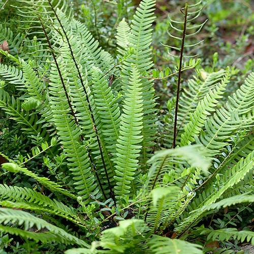 Evergreen Hardy Fern Collection - 3 Varieties 6 Evergreen Hardy Fern Collection - 3 Varieties - Image 4