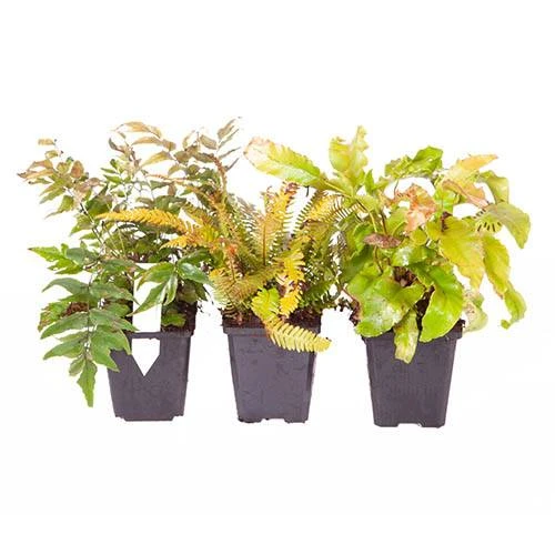 Evergreen Hardy Fern Collection - 3 Varieties 7 Evergreen Hardy Fern Collection - 3 Varieties - Image 5