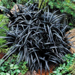 Ophiopogon ? Black Dragon Grass -Yougarden Shop 560219 2