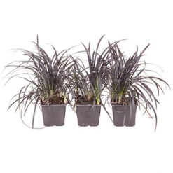 Ophiopogon ? Black Dragon Grass -Yougarden Shop 560219 3