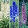 Delphinium Collection -Yougarden Shop 560252