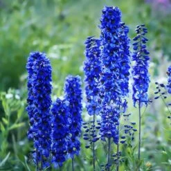 Delphinium Collection -Yougarden Shop 560252 2