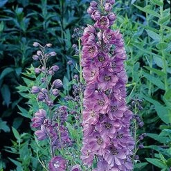 Delphinium Collection -Yougarden Shop 560252 3
